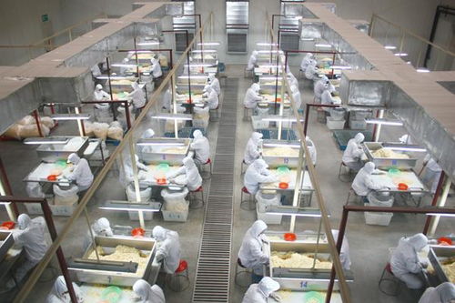 开放引领农业高质量发展,莱芜区前8个月农产品出口额33亿元